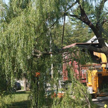 Maple Leaf Tree Service - Tree Services Near Me - Hampstead, New Hampshire