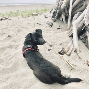 Ann Marie Pet Au Pair - Cooper at the ocean - Pet Sitting Near Me - Seattle, Washington Ann Marie Pet Au Pair - Cooper at the ocean - Pet Sitting Near Me - Seattle, Washington
