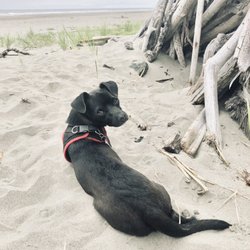 Ann Marie Pet Au Pair - Cooper at the ocean