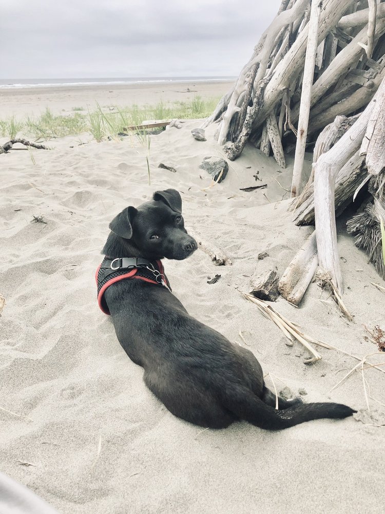 Ann Marie Pet Au Pair - pet boarding facility in Seattle, WA