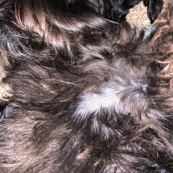 TidyDog - Pet Groomers Near Me - Nashville, Tennessee