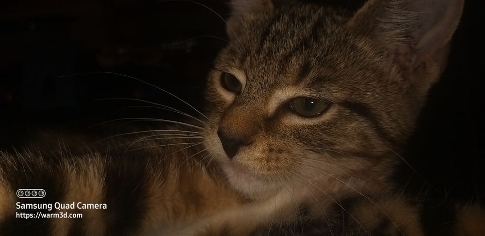 Help A Cat - social services organization in New Port Richey, FL