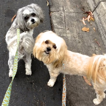 "Double You" Pet Sitters - Zuzu and Benny out on a walk - Dog Walkers Near Me - La Jolla, California "Double You" Pet Sitters - Zuzu and Benny out on a walk - Dog Walkers Near Me - La Jolla, California