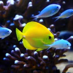 Aquarium-Maison du Lac du Bourget - Aquarium générique poisson