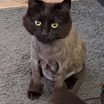Paw Spa - After - Pet Groomers Near Me - Lakewood, Washington Paw Spa - After - Pet Groomers Near Me - Lakewood, Washington
