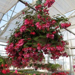 Alpine Gardens - Fuschia baskets are our specialty!