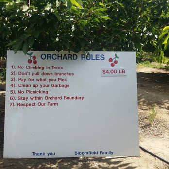 Bloomfield Cherries - Pick Your Own Farms Near Me - Brentwood, California