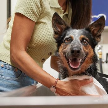 Petco - Pet Stores Near Me - New Orleans, Louisiana Petco - Pet Stores Near Me - New Orleans, Louisiana
