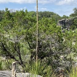 Pedernales River Nature Park - Flora