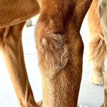 Golden Meadows Retrievers - Joint sore. - Pet Training Near Me - Moorpark, California Golden Meadows Retrievers - Joint sore. - Pet Training Near Me - Moorpark, California