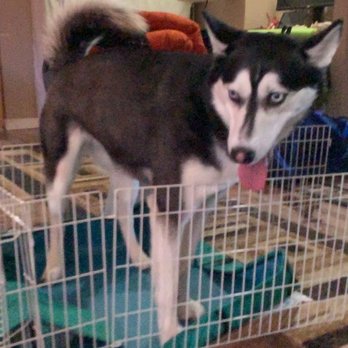 Cherry Chase Pet Hospital - This is my Kalei...who loves Cherry Chase!!! - Veterinarians Near Me - Sunnyvale, California
