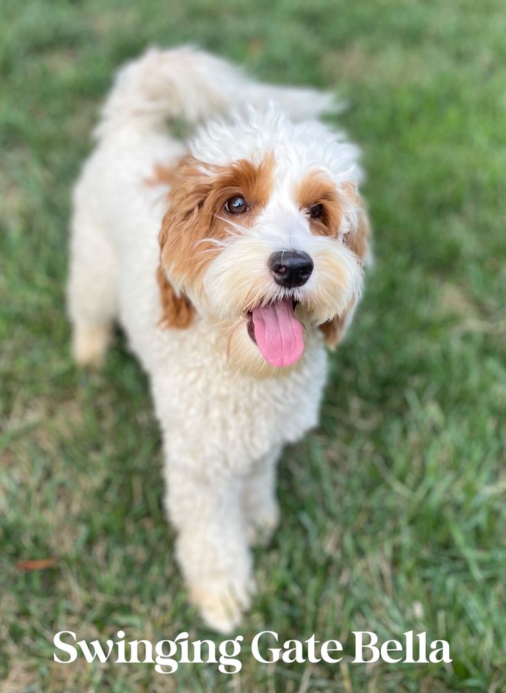SWINGING GATE LABRADOODLES 36 Photos Charlotte, North Carolina