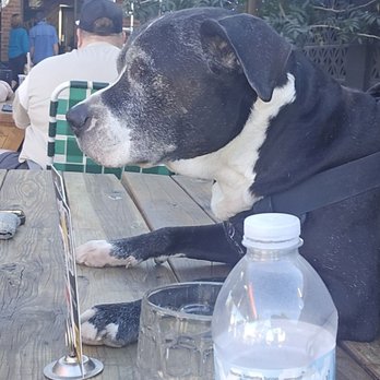 Pedal Haus Biergarten - Shadow on his 20th birthday, on 2-13 we went for his Birthday. Everyone was so nice.He had such a good time. Thankyou to Everyone - Breweries Near Me - Mesa, Arizona Pedal Haus Biergarten - Shadow on his 20th birthday, on 2-13 we went for his Birthday. Everyone was so nice.He had such a good time. Thankyou to Everyone - Breweries Near Me - Mesa, Arizona