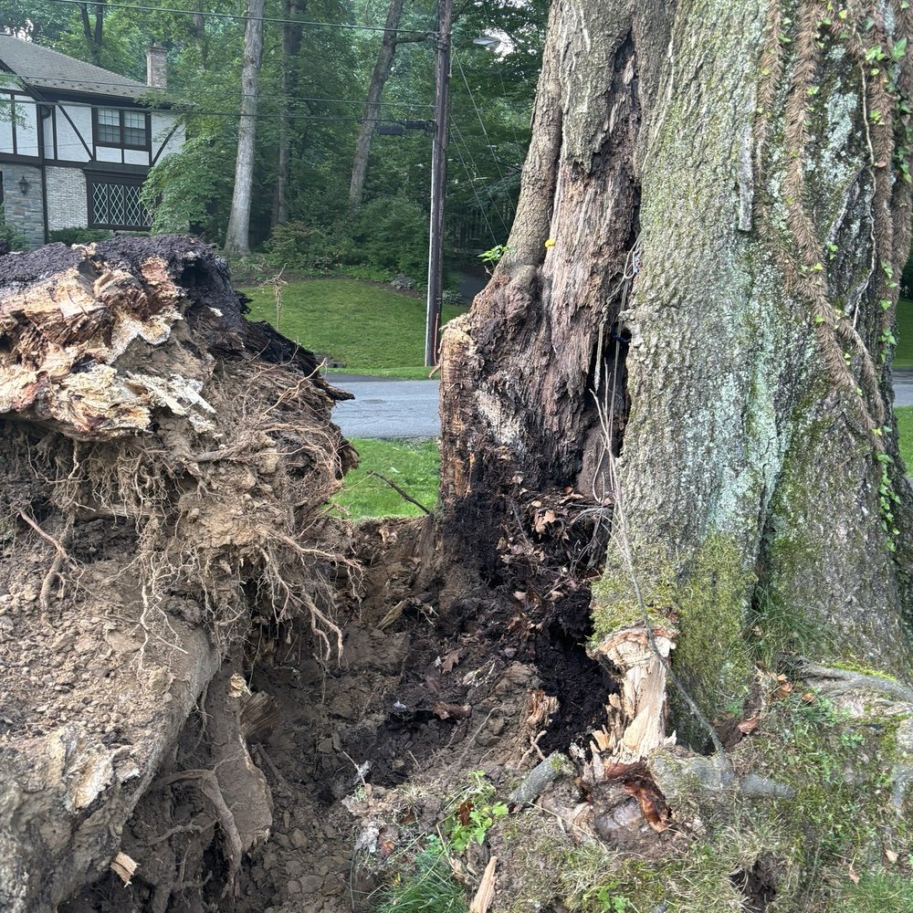 Shifflett Tree Service - Tree Services Near Me - Derwood, Maryland