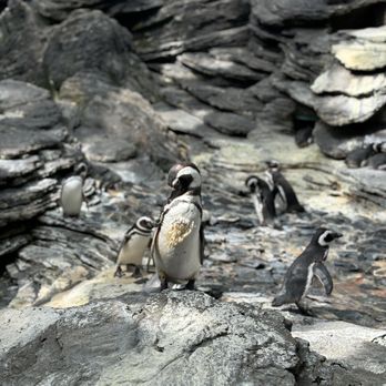 Oceanário de Lisboa - Aquariums Near Me - Lisbon, 11 Oceanário de Lisboa - Aquariums Near Me - Lisbon, 11