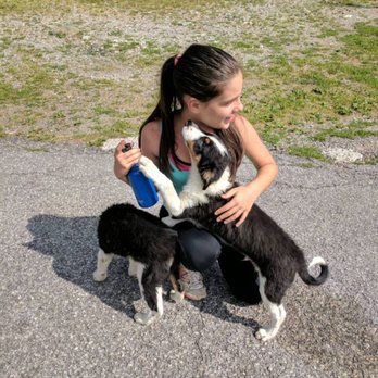 Pawsitive Pet - Creating pawsitive interactions - Pet Training Near Me Pawsitive Pet - Creating pawsitive interactions - Pet Training Near Me