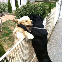 Williamsport Pet Care - Williamsport pa pet training, walking, and sitting!