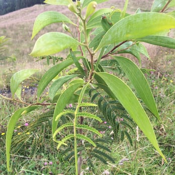 Hawaiian Legacy Tours - Baby leaves turning into mature leaves - Walking Tours Near Me - Paauilo, Hawaii