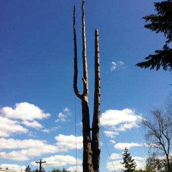 Wizard Tree Service - Weiss Pine Tree, Limbs Removed. - Tree Services Near Me - Kenmore, Washington