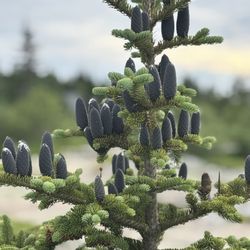 Cadillac Mountain - Fresh pine cones