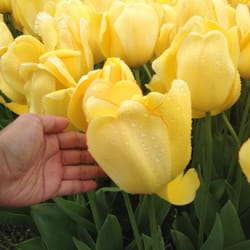 Skagit Acres - They're huge!!!