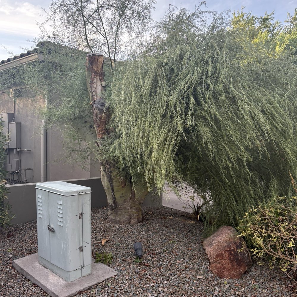 Geronimo Pacheco Landscaping - Large tree damaged from storm before removal - Landscaping Near Me