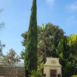 Very nicely trimmed cypress. Very nicely trimmed cypress.