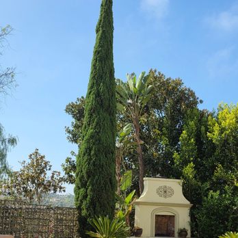 Three Brothers Tree Service - Very nicely trimmed cypress. - Tree Services Near Me Three Brothers Tree Service - Very nicely trimmed cypress. - Tree Services Near Me