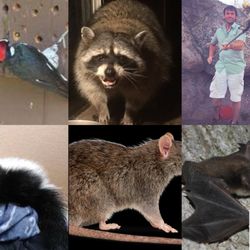 Outbackzack's Pest Removal - Just a few of the many critters we deal with!