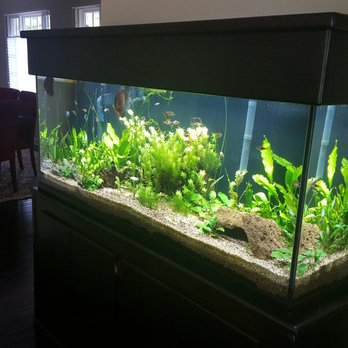 Rainbow Aquarium and Pond - Aquarium Services Near Me - Arleta, California Rainbow Aquarium and Pond - Aquarium Services Near Me - Arleta, California