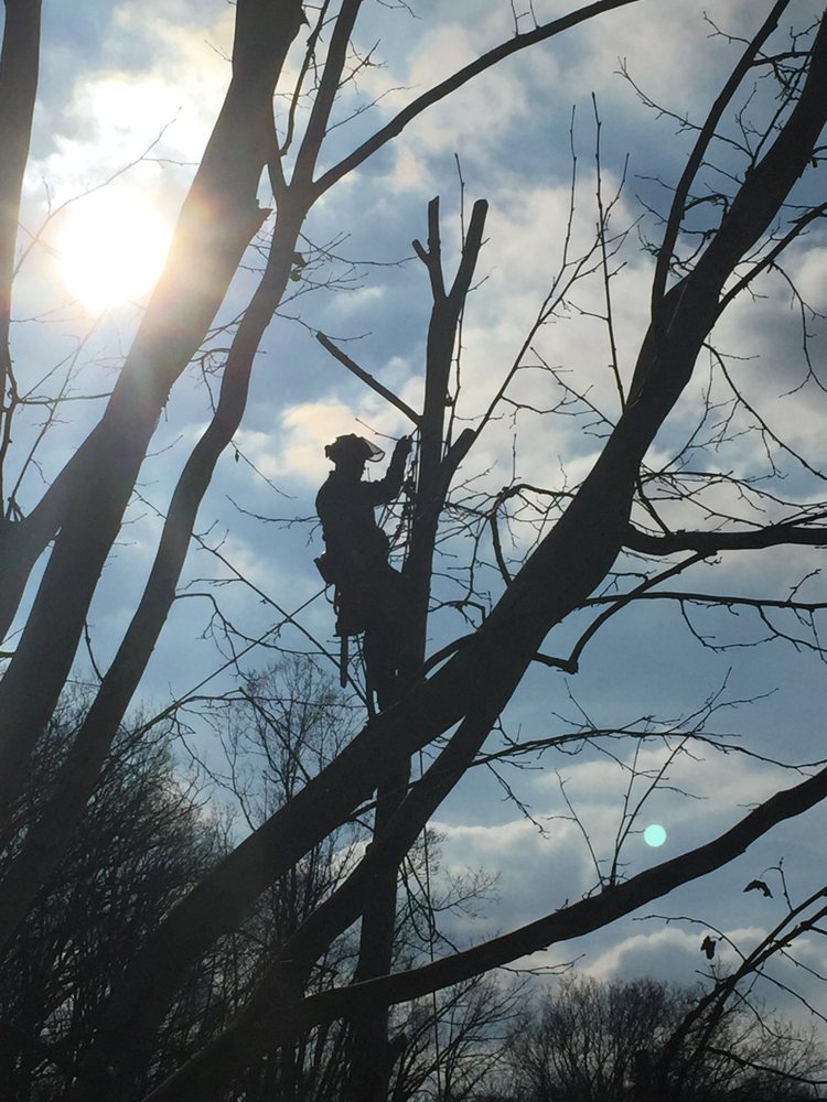 ArborMaxx - tree service in Winfield, WV