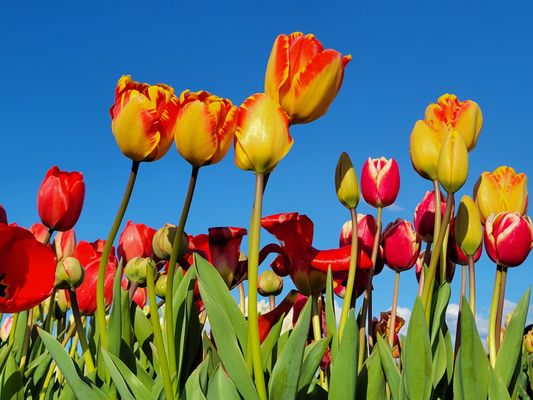 Wooden Shoe Tulip Farm by null