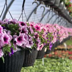 Laughing Owl Greenhouses - Hanging Baskets