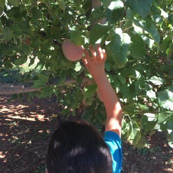 High Hill Ranch - Picking apples right off the tree - Donuts Near Me - Placerville, California