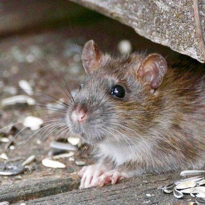 Pacific Pest Management