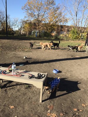 Detroit Dog Park by null