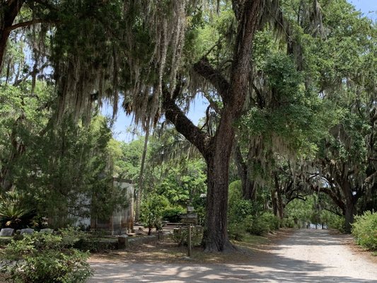 Bonaventure Cemetery by null