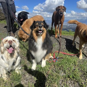 Barks & Recreation - Dog Walkers Near Me Barks & Recreation - Dog Walkers Near Me
