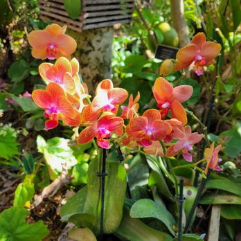 Naples Botanical Garden - Orchid garden - Botanical Gardens Near Me - Naples, Florida