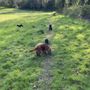 Photo of Leicesters Pet Nanny & Dog Training