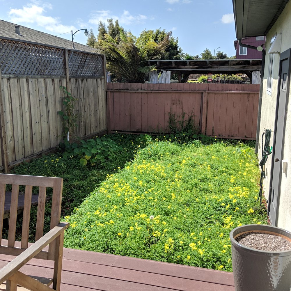 Perfect Landscaping Services - BEFORE photo. From weeds to elegant in just three days! - Landscaping Near Me Perfect Landscaping Services - BEFORE photo. From weeds to elegant in just three days! - Landscaping Near Me