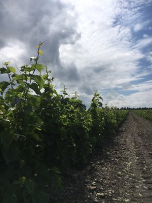 Vignoble de l’Orpailleur by null