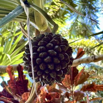 Sunken Gardens - Interesting fruit - Nurseries & Gardening Near Me - Saint Petersburg, Florida Sunken Gardens - Interesting fruit - Nurseries & Gardening Near Me - Saint Petersburg, Florida
