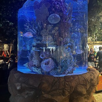 Rainforest Cafe - American Near Me - Lake Buena Vista, Florida
