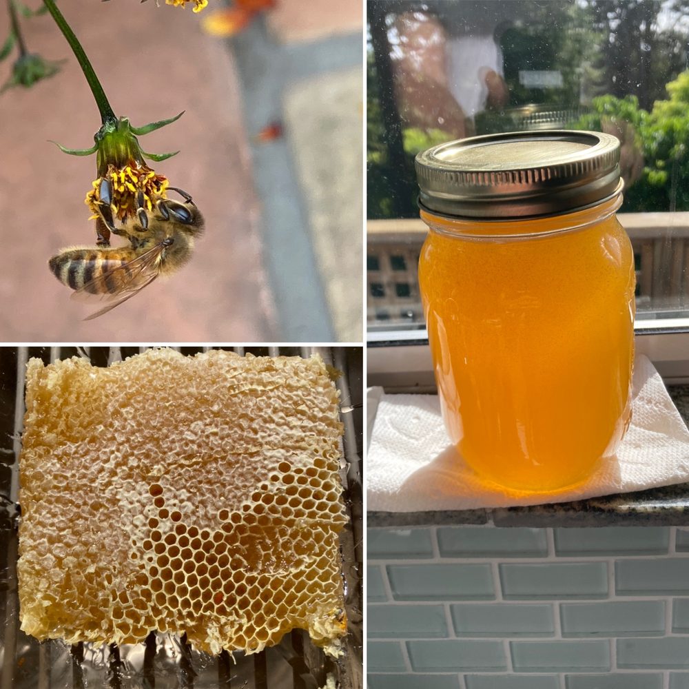 Northern Roots Bee Co. - beekeeping in Santa Cruz, CA