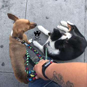 Pups and Punkz - Flash showing puppy Shilo how to properly behave in public. - Dog Walkers Near Me Pups and Punkz - Flash showing puppy Shilo how to properly behave in public. - Dog Walkers Near Me