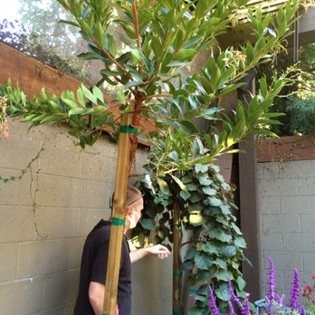 Alamo Ace Hardware - Our Special Order Trees! - Hardware Stores Near Me - Alamo, California Alamo Ace Hardware - Our Special Order Trees! - Hardware Stores Near Me - Alamo, California