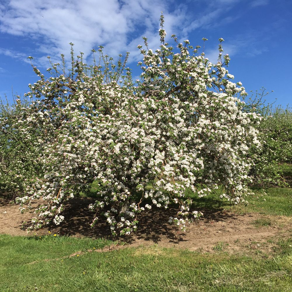 Lagoner Farms - Not from Lagnoer Farms, but from nearby apple orchards - Fruits & Veggies Near Me - Williamson, New York Lagoner Farms - Not from Lagnoer Farms, but from nearby apple orchards - Fruits & Veggies Near Me - Williamson, New York