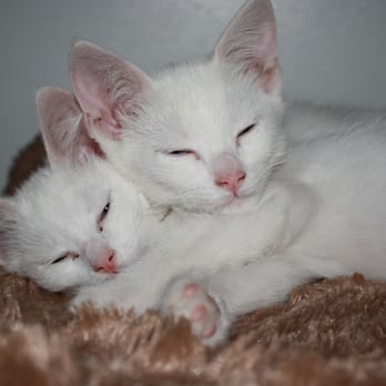 Head To Tail Pet Grooming - We love kitties at Head to Tail Pet Grooming - Pet Groomers Near Me - Yucaipa, California Head To Tail Pet Grooming - We love kitties at Head to Tail Pet Grooming - Pet Groomers Near Me - Yucaipa, California