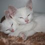 Photo of Head To Tail Pet Grooming
